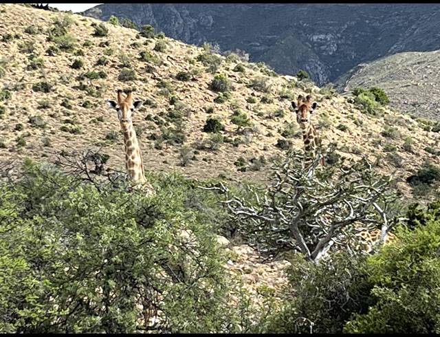 1,298HA FARM FOR SALE IN WILLOWMORE RURAL